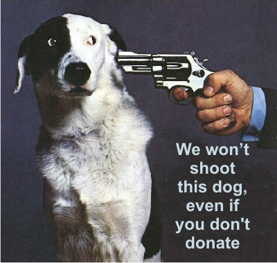 shoot the dog